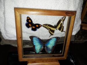 Colección Mariposas de Costa Rica